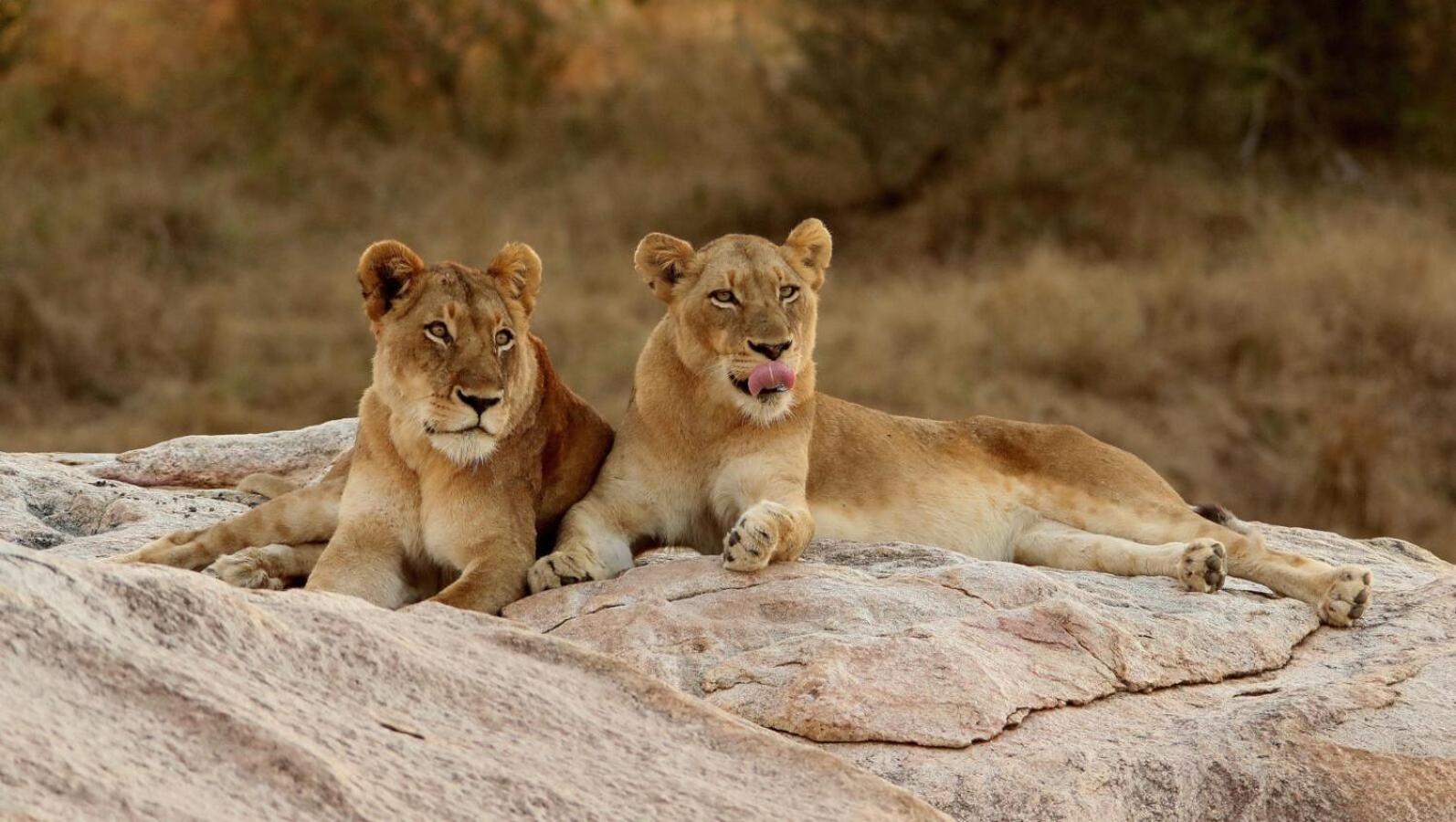 Leopard Hills Private Game Reserve Sabi Sand Game Reserve Luaran gambar