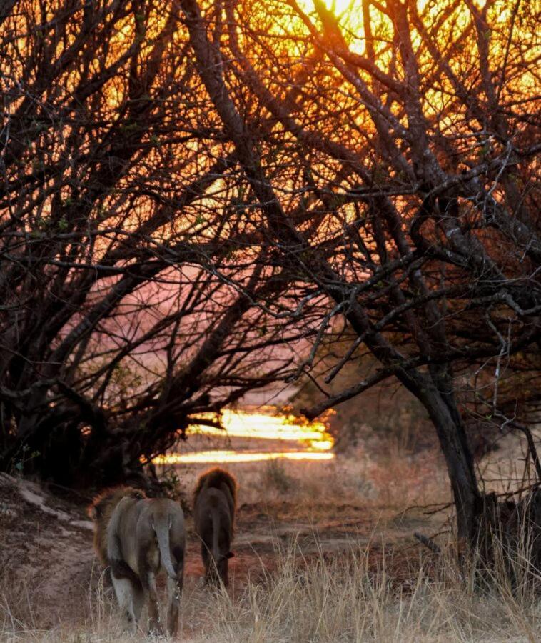 Leopard Hills Private Game Reserve Sabi Sand Game Reserve Luaran gambar