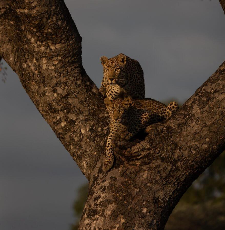 Leopard Hills Private Game Reserve Sabi Sand Game Reserve Luaran gambar