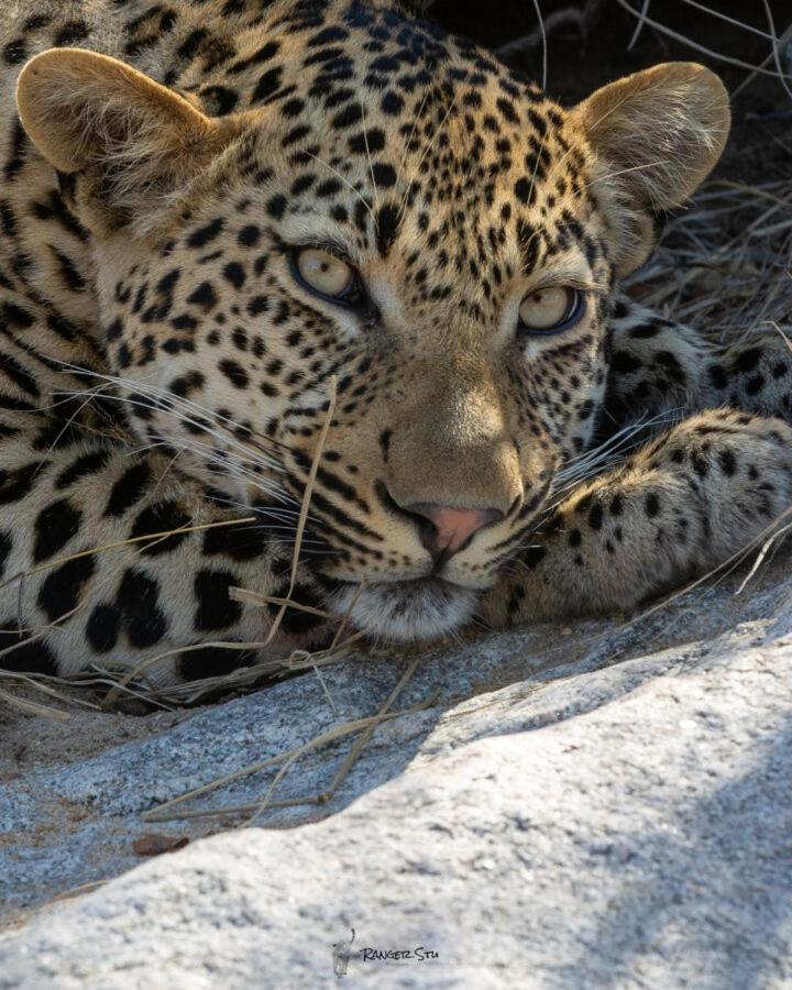 Leopard Hills Private Game Reserve Sabi Sand Game Reserve Luaran gambar