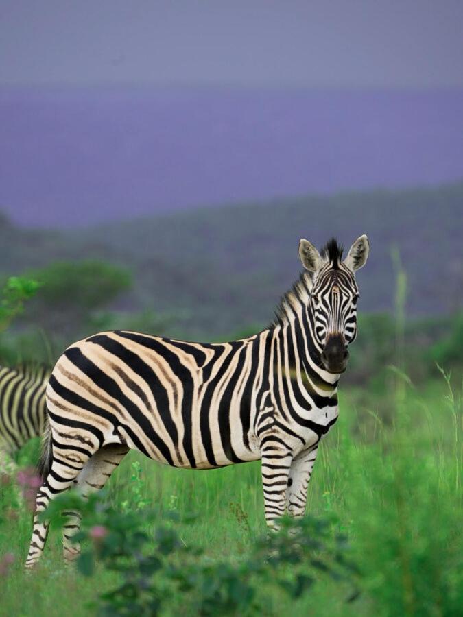 Leopard Hills Private Game Reserve Sabi Sand Game Reserve Luaran gambar