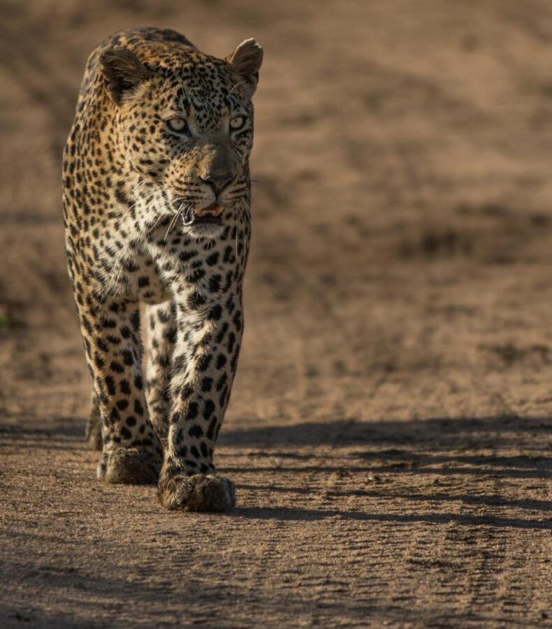 Leopard Hills Private Game Reserve Sabi Sand Game Reserve Luaran gambar