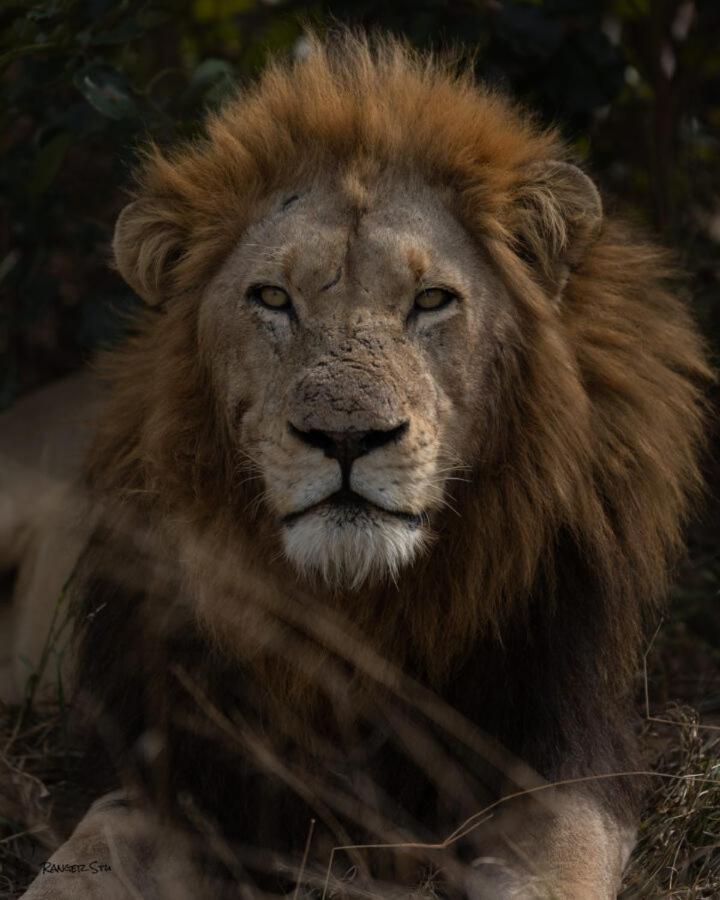 Leopard Hills Private Game Reserve Sabi Sand Game Reserve Luaran gambar